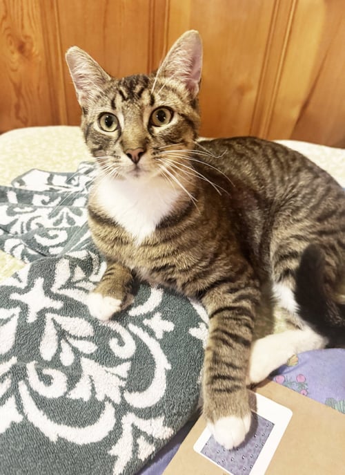 TIMOTHY - Tabby available for adoption