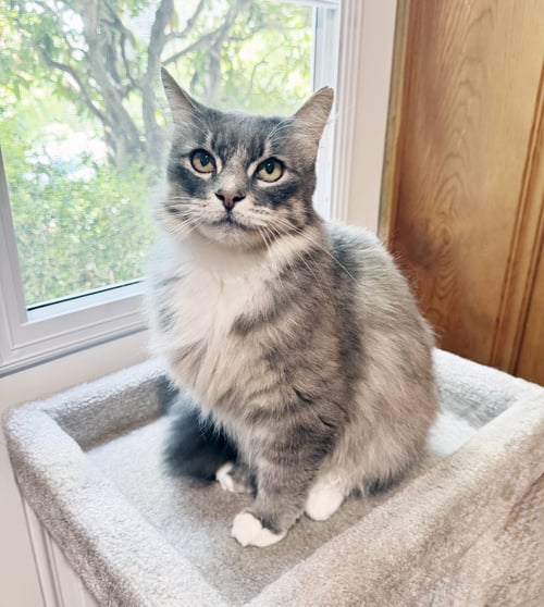 TUCKER - Tabby available for adoption