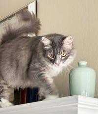Tucker - Photo 1