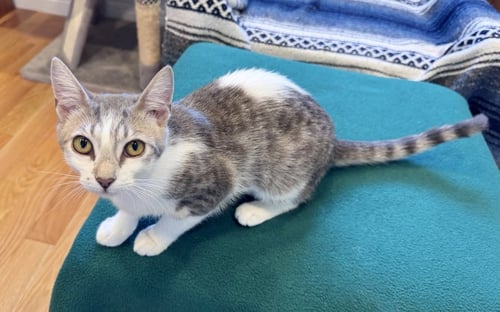 MISTY - Tabby available for adoption