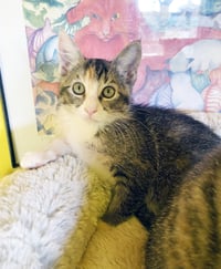 Sugar - Photo 6