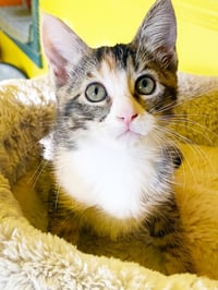 Sugar - Photo 2
