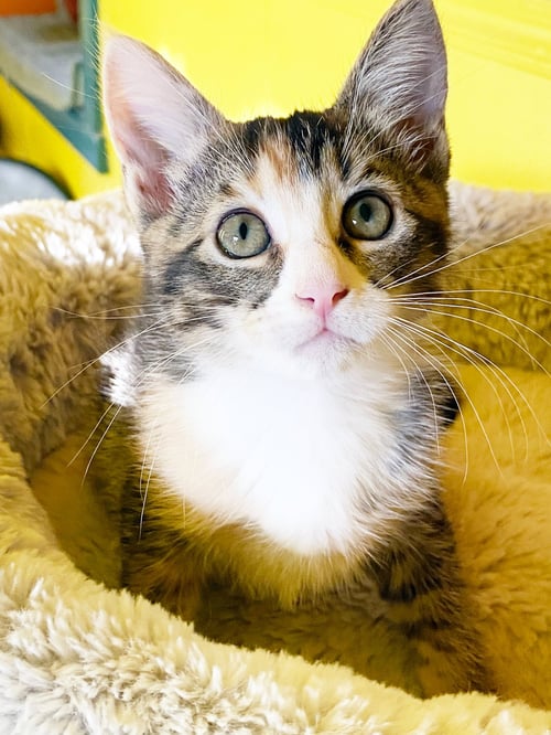 SUGAR - Torbie available for adoption