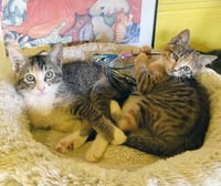 Sugar - Photo 4