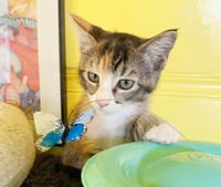 Sugar - Photo 5