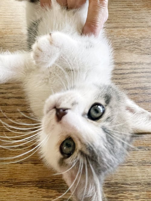 CLOUDY - Tabby available for adoption