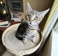Ziggy - Photo 2