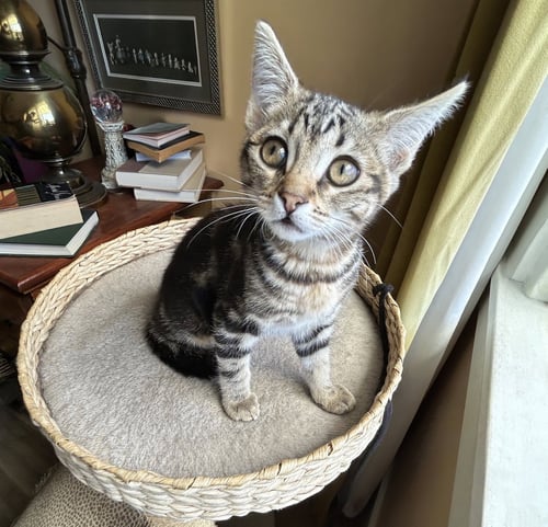 ZIGGY - Tabby available for adoption