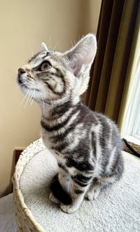 Ziggy - Photo 1