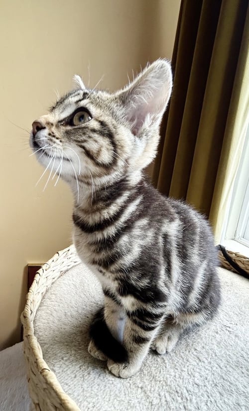ZIGGY - Tabby available for adoption