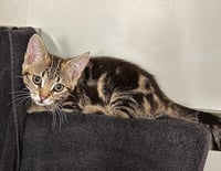 Ziggy - Photo 4
