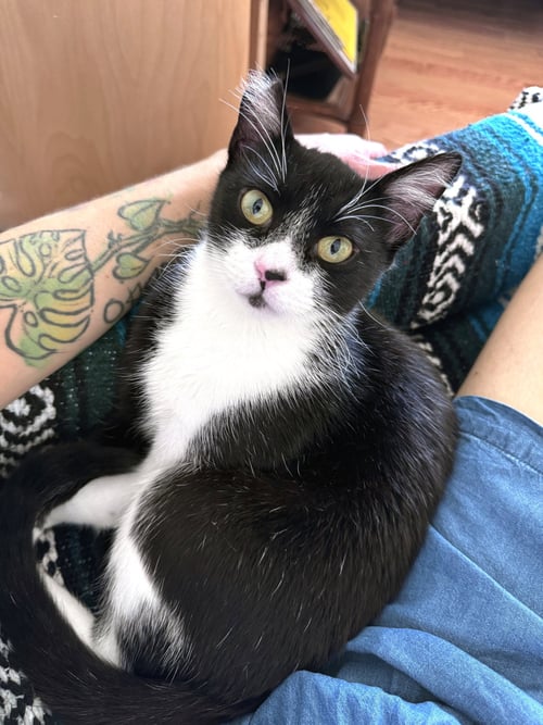 JONESY - Tuxedo available for adoption