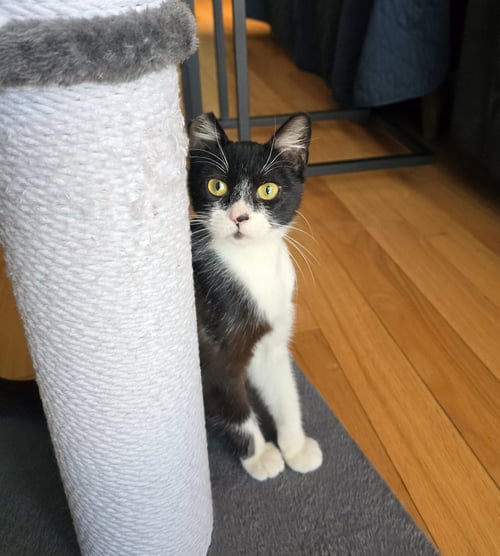 JONESY - Tuxedo available for adoption