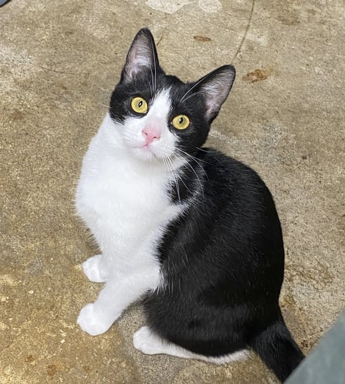 MELVIN - Domestic Short Hair available for adoption