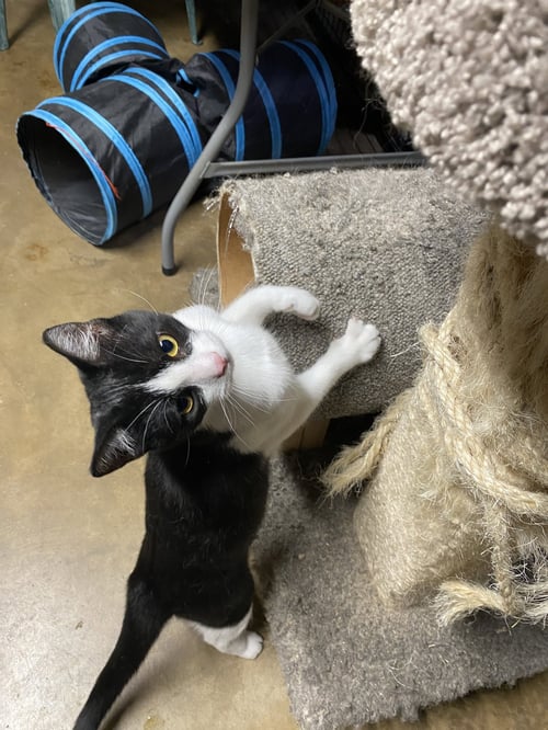 MELVIN - Domestic Short Hair available for adoption