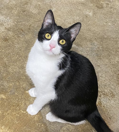 MELVIN - Domestic Short Hair available for adoption
