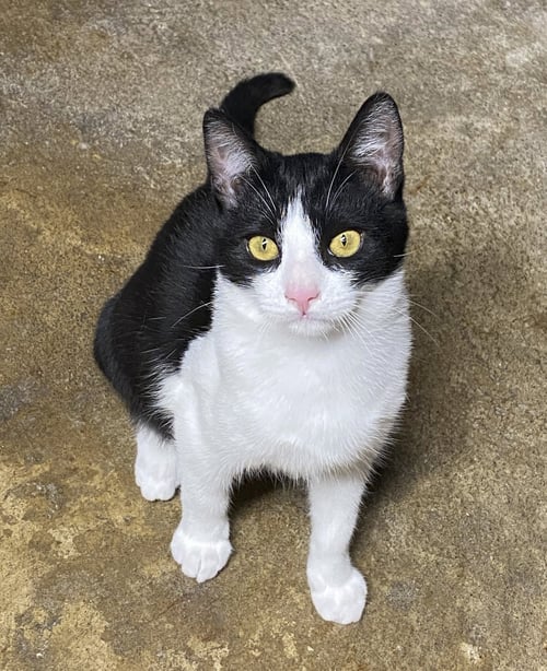 MELVIN - Domestic Short Hair available for adoption