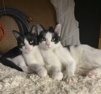 Melvin - Photo 4