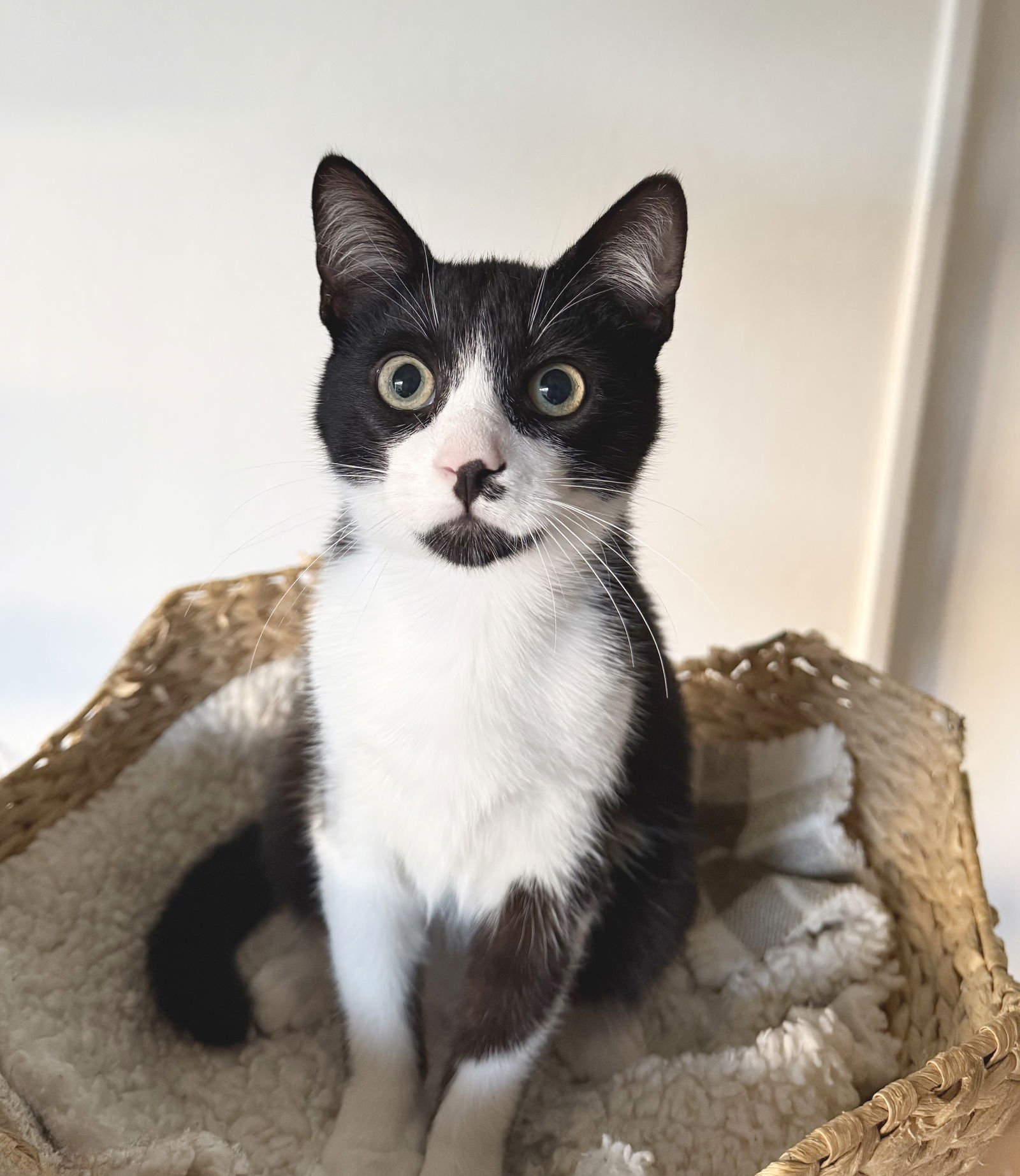 FIGARO - Tuxedo available for adoption