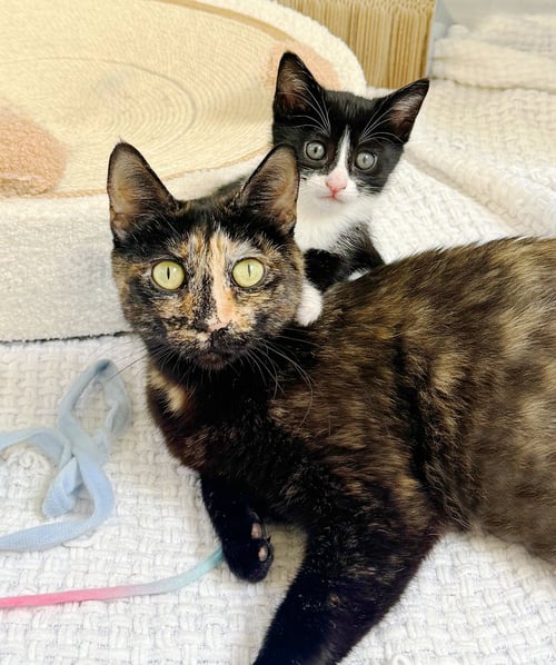 DOTTIE - Tortoiseshell available for adoption