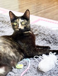 Dottie - Photo 4