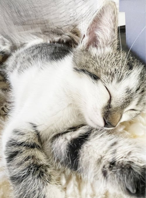 STORMY - Tabby available for adoption