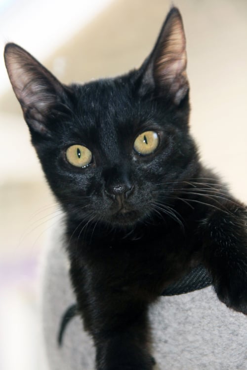 POPPY - Domestic Short Hair for adoption in San Francisco
