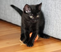Poppy - Photo 11