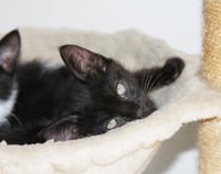Poppy - Photo 15