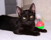 Poppy - Photo 2