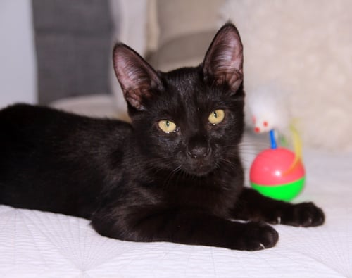 POPPY - Domestic Short Hair available for adoption