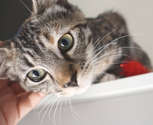 CALLIE - Torbie / Tabby available for adoption