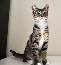 Callie - Photo 4