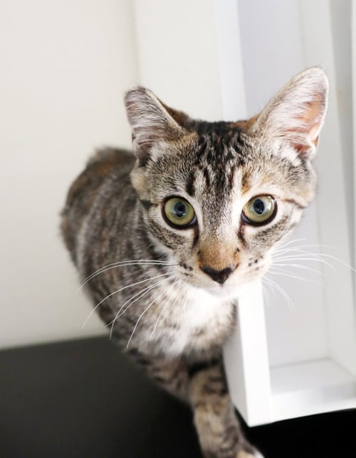 CALLIE - Torbie / Tabby available for adoption