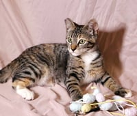 Callie - Photo 3