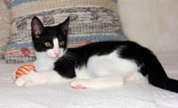 Pip II - Photo 3