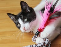Pip II - Photo 9