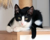 Pip II - Photo 2