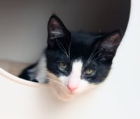 Pip II - Photo 1