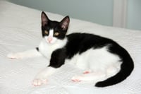 Pip II - Photo 5