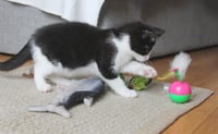 Pip II - Photo 11