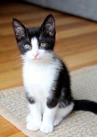 Pip II - Photo 7