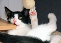 Pip II - Photo 6