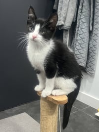 Pip II - Photo 8