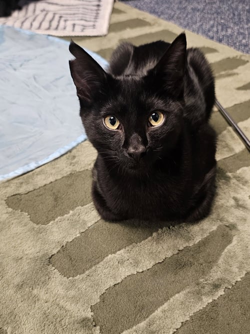 COCO - Domestic Short Hair available for adoption
