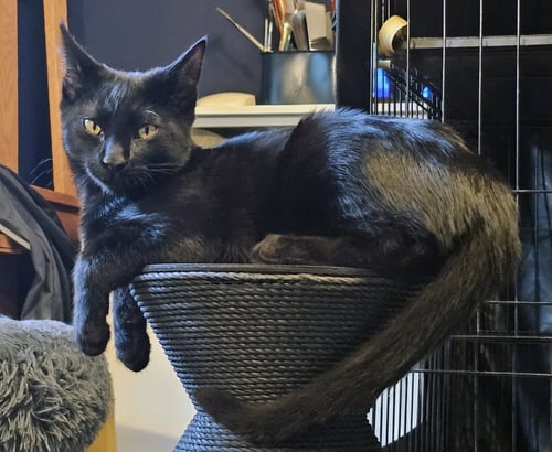 COCO - Domestic Short Hair available for adoption
