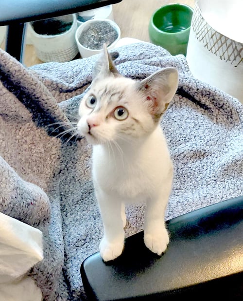 SYLPHY - Siamese / Tabby available for adoption