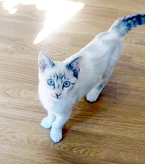 SYLPHY - Siamese / Tabby available for adoption