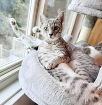 Pip - Photo 5