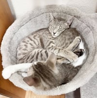 Pip - Photo 4
